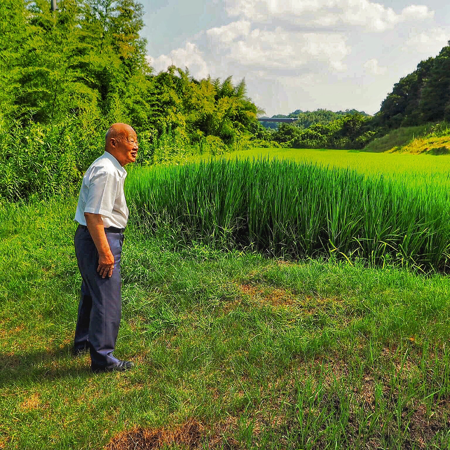 Kikuhime's_rice_field