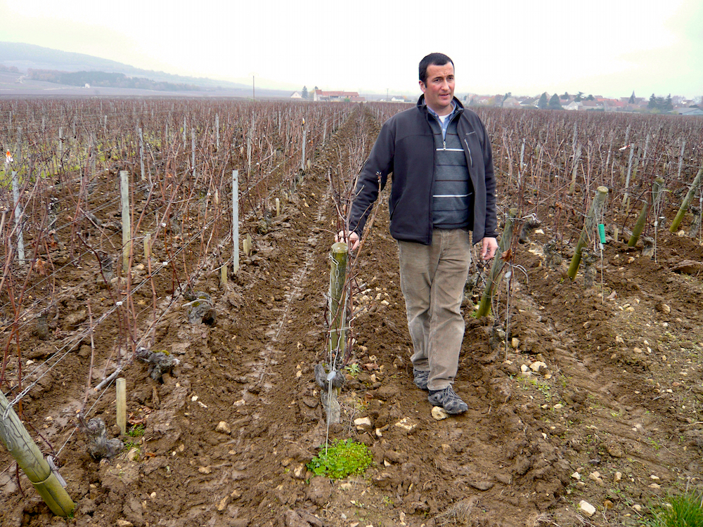 Francois_in_the_vineyard