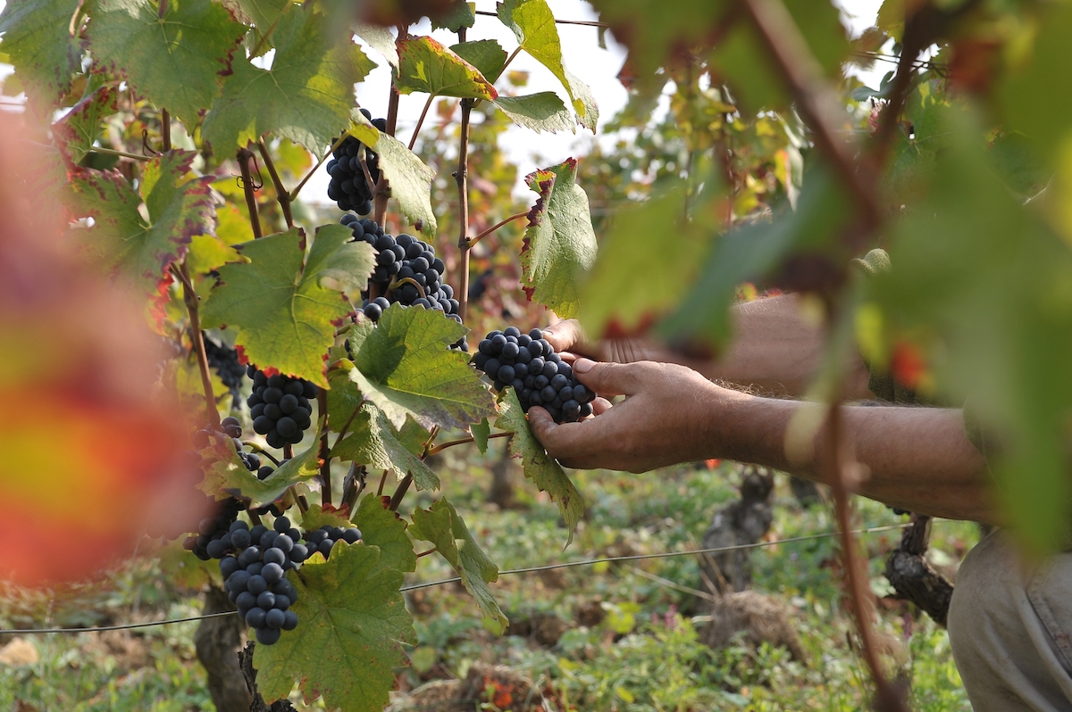 Harvesting chez Mortet