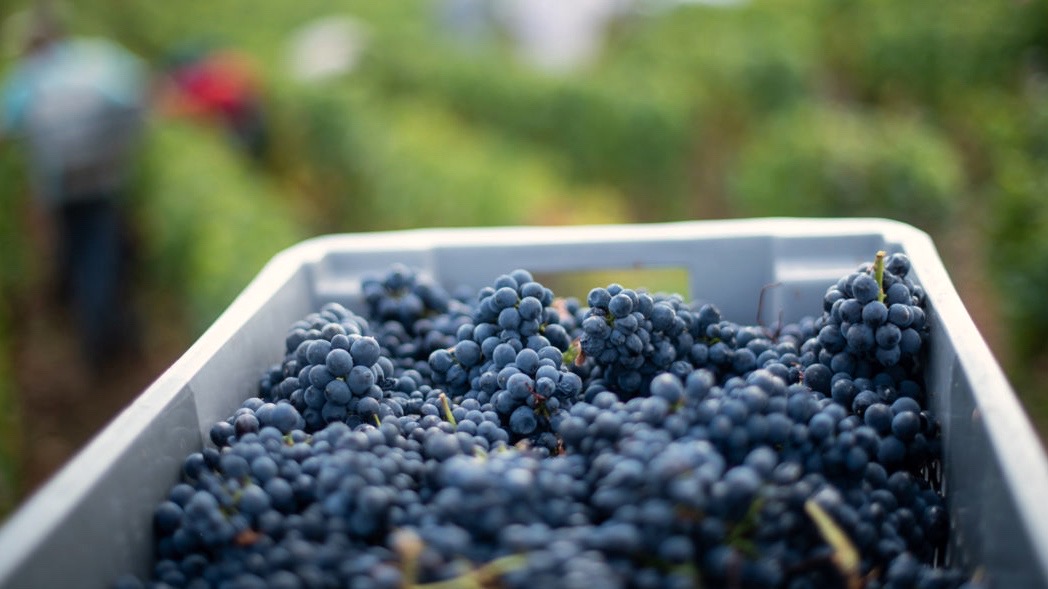 Burgundy 2017: Domaine Virgile Lignier-Michelot