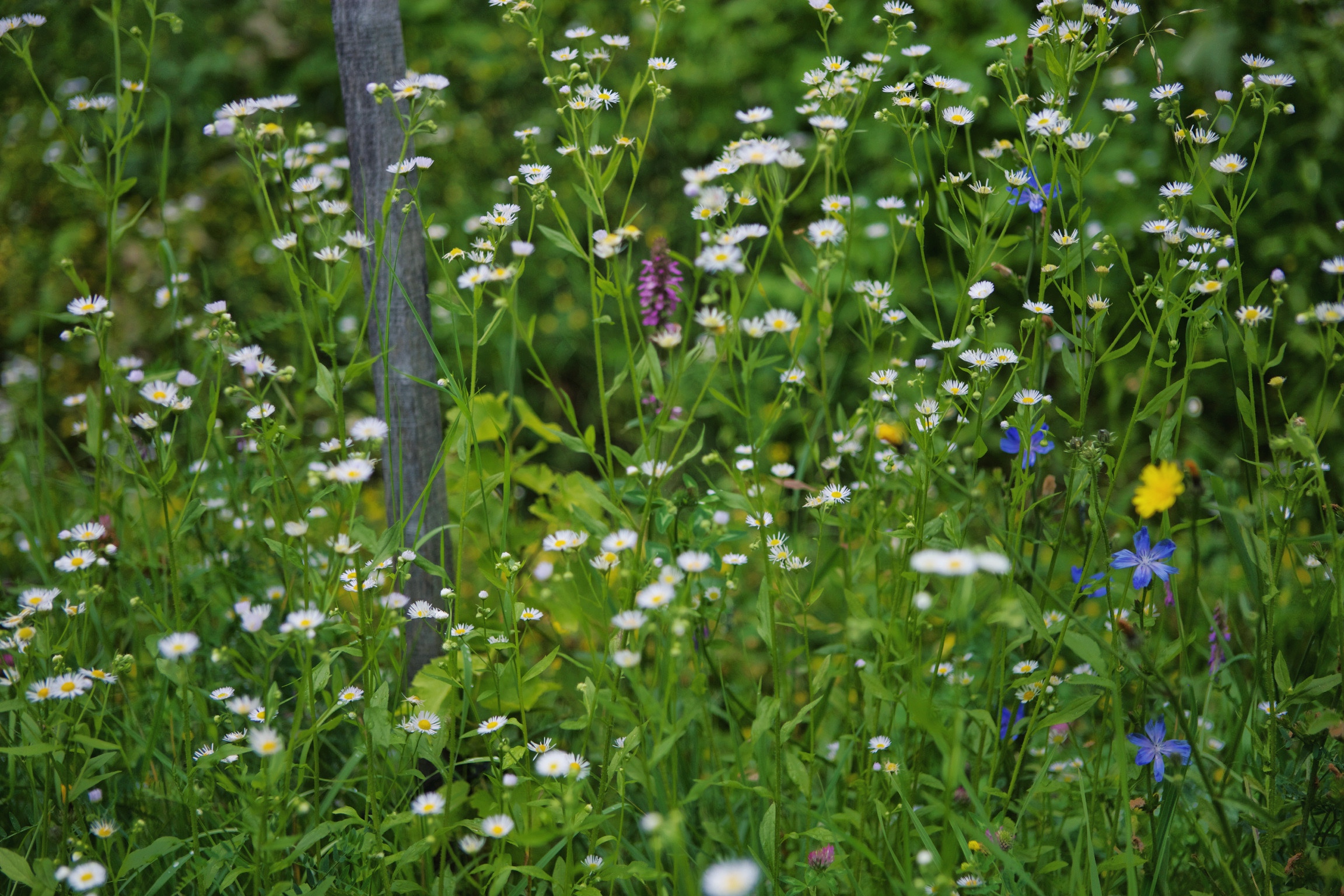 A_garden_of_a_vineyard_at_Tscheppe's