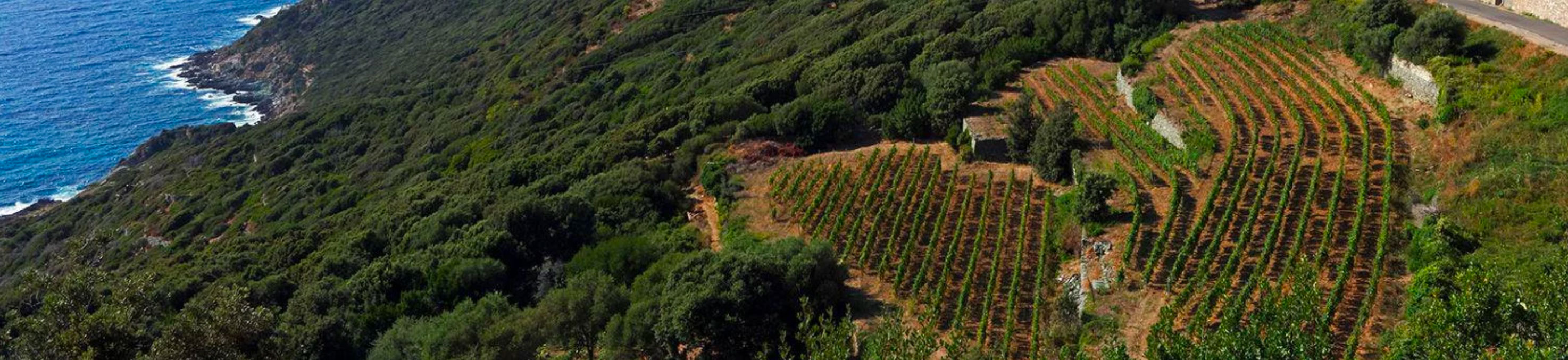 Corse_Figari_vineyards