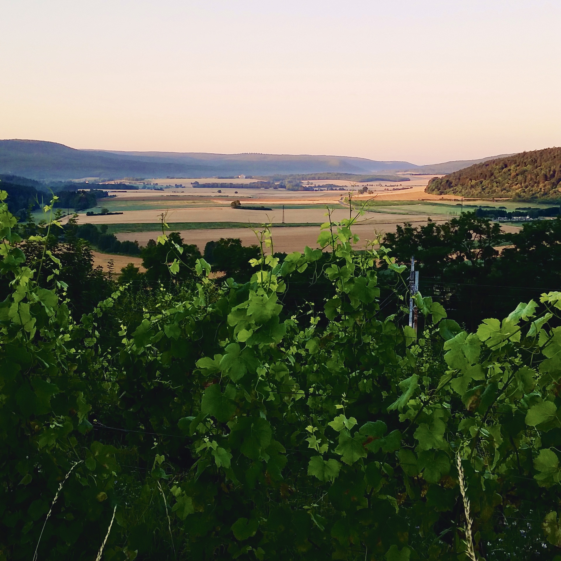 Bouillot_Malain_vineyard