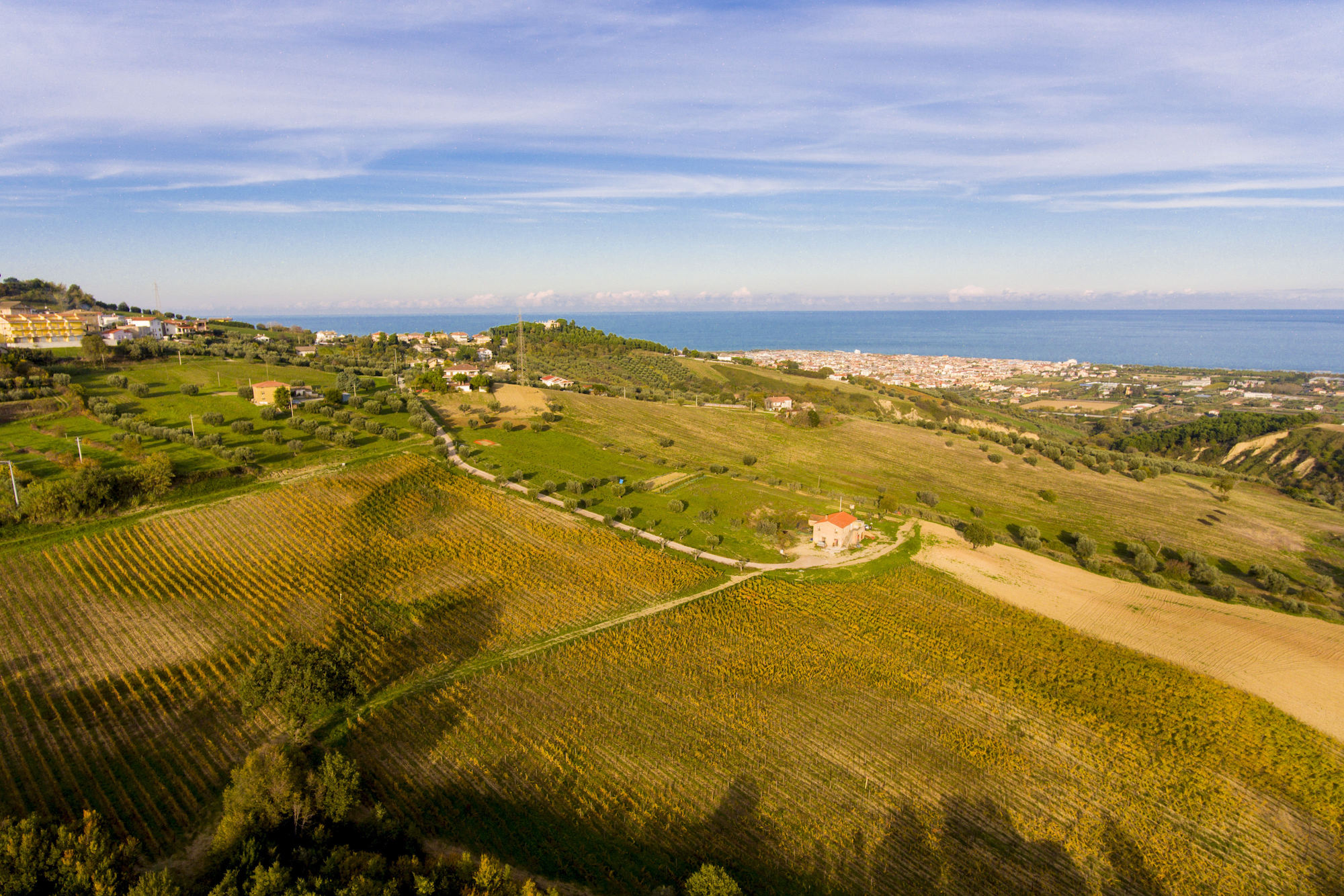 Massetti's_vineyard_with_the_Adriatic_as_a_backdrop