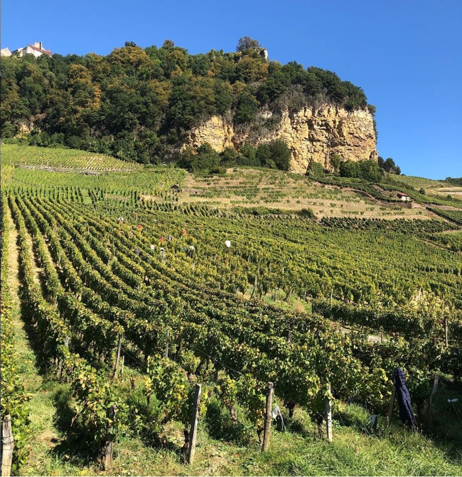 Domaine de la Cras vineyard
(photo: McCarus Beverage)